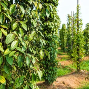 Black Pepper Plant Live, 2 to 3 Feet Tall, Piper Nigrum Black Pepper Tree Plant, 3 Gallon Pot, Pepper Plant Tree, Pepper Plant Live, Pepper Plant Pot Indoor Outdoor