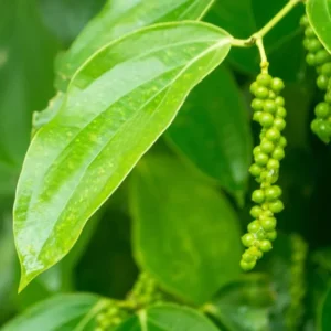 Black Pepper Plant Live, 2 to 3 Feet Tall, Piper Nigrum Black Pepper Tree Plant, 3 Gallon Pot, Pepper Plant Tree, Pepper Plant Live, Pepper Plant Pot Indoor Outdoor