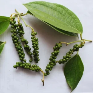 Pepper Tree Plant, Piper Nigrum Black Pepper Tree Plant, 3 Gallon Pot, Pepper Plant Tree, Pepper Plant Live, 2 to 3 Feet Tall, Pepper Plant Pot, Ready to Plant