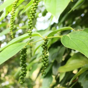 Pepper Tree Plant, Piper Nigrum Black Pepper Tree Plant, 3 Gallon Pot, Pepper Plant Tree, Pepper Plant Live, 2 to 3 Feet Tall, Pepper Plant Pot, Ready to Plant