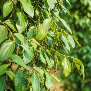 Black Pepper Plant Live, 2 to 3 Feet Tall, Piper Nigrum Black Pepper Tree Plant, 3 Gallon Pot, Pepper Plant Tree, Pepper Plant Live, Pepper Plant Pot Indoor Outdoor