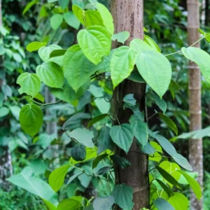 Piper Nigrum Black Pepper Tree Plant, 3 Gallon Pot, Pepper Plant Tree, Pepper Plant Live, 2 to 3 Feet Tall, Pepper Plant Pot