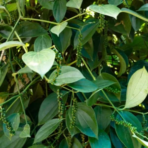 Black Pepper Plant Live, 2 to 3 Feet Tall, Piper Nigrum Black Pepper Tree Plant, 3 Gallon Pot, Pepper Plant Tree, Pepper Plant Live, Pepper Plant Pot Indoor Outdoor