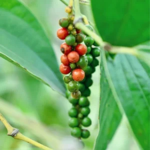 Pepper Tree Plant, Piper Nigrum Black Pepper Tree Plant, 3 Gallon Pot, Pepper Plant Tree, Pepper Plant Live, 2 to 3 Feet Tall, Pepper Plant Pot, Ready to Plant