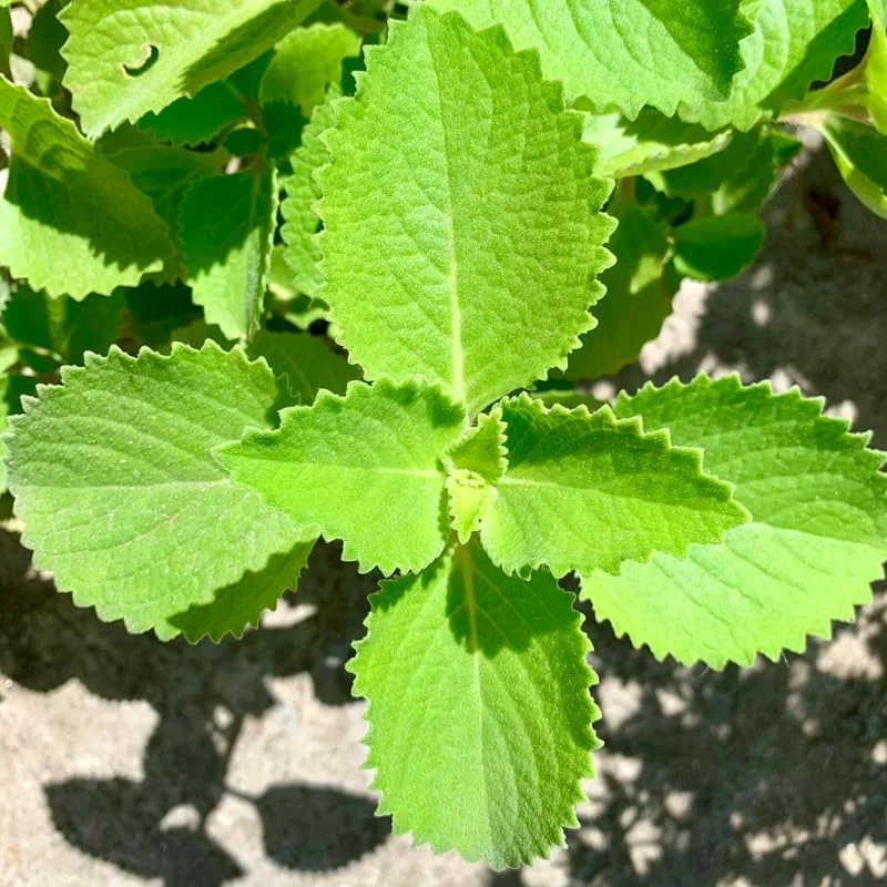 Cuban Oregano Plants Live, 2 Plants, Live Cuban Oregano Plant Indoor, 4 to 6 Inc Tall, Mexican Mint Plant, Spanish Thyme Plant Live, Well Rooted for Gardening