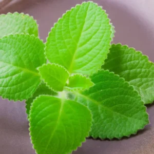 Cuban Oregano Plants Live, 2 Plants, Live Cuban Oregano Plant Indoor, 4 to 6 Inc Tall, Mexican Mint Plant, Spanish Thyme Plant Live, Well Rooted for Gardening