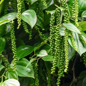 Pepper Plant Tree, Piper Nigrum Black Pepper Tree Plant, 3 Gallon Pot, Pepper Plant Live, 2 to 3 Feet Tall, Pepper Plant Pot, Black Pepper Tree Plant Live