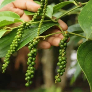 Pepper Plant Tree, Piper Nigrum Black Pepper Tree Plant, 3 Gallon Pot, Pepper Plant Live, 2 to 3 Feet Tall, Pepper Plant Pot, Black Pepper Tree Plant Live