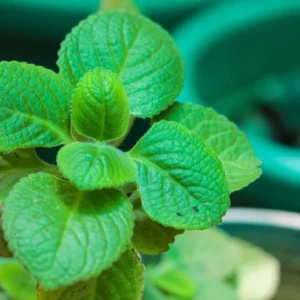 Cuban Oregano Plants Live, 2 Plants, Live Cuban Oregano Plant Indoor, 4 to 6 Inc Tall, Mexican Mint Plant, Spanish Thyme Plant Live, Well Rooted for Gardening