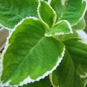 Set of 3 Mix Cuban Oregano Plants Live, Live Cuban Oregano Plant Indoor, 4 to 6 Inc Tall, Mexican Mint Plant, Spanish Thyme Plant Live, Well Rooted for Gardening Outdoor Indoor