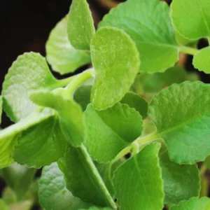 Set 2 Cuban Oregano Plants Live, Live Cuban Oregano Plant Indoor, 3 to 6 Inc Tall, Green Mexican Mint Plant, Spanish Thyme Plant Live