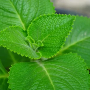 Set 2 Cuban Oregano Plants Live, Live Cuban Oregano Plant Indoor, 3 to 6 Inc Tall, Green Mexican Mint Plant, Spanish Thyme Plant Live