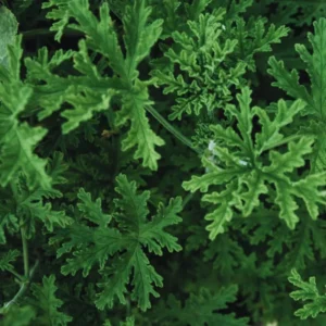 4 Citronella Plants Live, Citronella Live Plants, Live Citronella Plant Indoor Outdoor, 3 to 6 Inches Tall, Citronella Indoor Plant, Small Citronella Plants