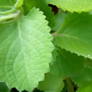 02 Cuban Oregano Plants Live, Live Cuban Oregano Plant Indoor, 3 to 6 Inc Tall, Green Mexican Mint Plant, Spanish Thyme Plant Live, Cuban Oregano Starter Plant Indoor Outdoor