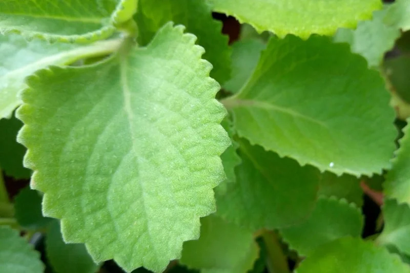 02 Cuban Oregano Plants Live, Live Cuban Oregano Plant Indoor, 3 to 6 Inc Tall, Green Mexican Mint Plant, Spanish Thyme Plant Live, Cuban Oregano Starter Plant Indoor Outdoor