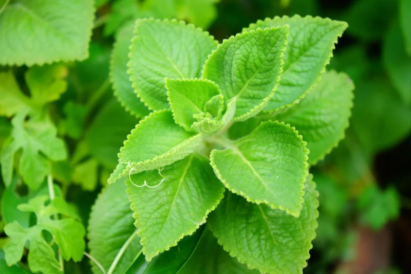 02 Cuban Oregano Plants Live, Live Cuban Oregano Plant Indoor, 3 to 6 Inc Tall, Green Mexican Mint Plant, Spanish Thyme Plant Live, Cuban Oregano Starter Plant Indoor Outdoor