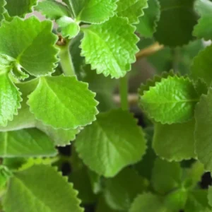 02 Cuban Oregano Plants Live, Live Cuban Oregano Plant Indoor, 3 to 6 Inc Tall, Green Mexican Mint Plant, Spanish Thyme Plant Live, Cuban Oregano Starter Plant Indoor Outdoor