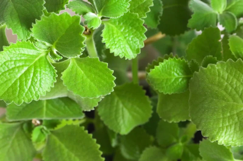 02 Cuban Oregano Plants Live, Live Cuban Oregano Plant Indoor, 3 to 6 Inc Tall, Green Mexican Mint Plant, Spanish Thyme Plant Live, Cuban Oregano Starter Plant Indoor Outdoor
