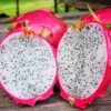 Dragon Fruit Plant Live, Live White Dragon Fruit Plant, Pitaya Plant, 4 to 7 Inches Tall, Sweet Fruit Plant, Dragon Fruit Live Plant, Dragon Fruit Well Rooted