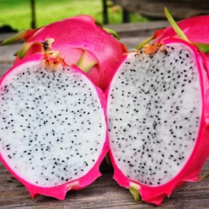 Dragon Fruit Plant Live, Live White Dragon Fruit Plant, Pitaya Plant, 4 to 7 Inches Tall, Sweet Fruit Plant, Dragon Fruit Live Plant, Dragon Fruit Well Rooted