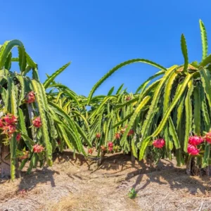 Dragon Fruit Plant Live, Live White Dragon Fruit Plant, Pitaya Plant, 4 to 7 Inches Tall, Sweet Fruit Plant, Dragon Fruit Live Plant, Dragon Fruit Well Rooted