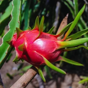 Dragon Fruit Plant Live, Live White Dragon Fruit Plant, Pitaya Plant, 4 to 7 Inches Tall, Sweet Fruit Plant, Dragon Fruit Live Plant, Dragon Fruit Well Rooted