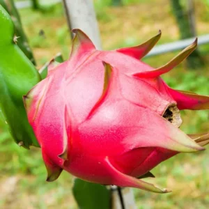 Purple Dragon Fruit Plant Live, 4 to 6 Inches Tall, Live Dragon Fruit Plant, Sweet Fruit Plant, Dragon Fruit Live Plant Indoor