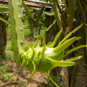 Purple Dragon Fruit Plant Live, 4 to 6 Inches Tall, Live Dragon Fruit Plant, Sweet Fruit Plant, Dragon Fruit Live Plant Indoor