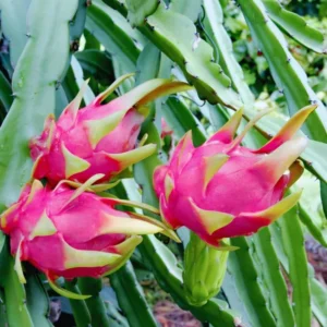 Purple Dragon Fruit Plant Live, 4 to 6 Inches Tall, Live Dragon Fruit Plant, Sweet Fruit Plant, Dragon Fruit Live Plant Indoor