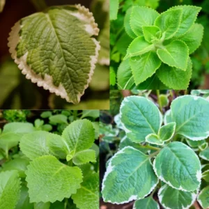 03 Mix Cuban Oregano Plants Live, Live Cuban Oregano Plant Indoor, 3 to 6 Inc Tall, Green Variegated Mexican Mint Plant, Spanish Thyme Plant Live, Cuban Oregano Starter Plant