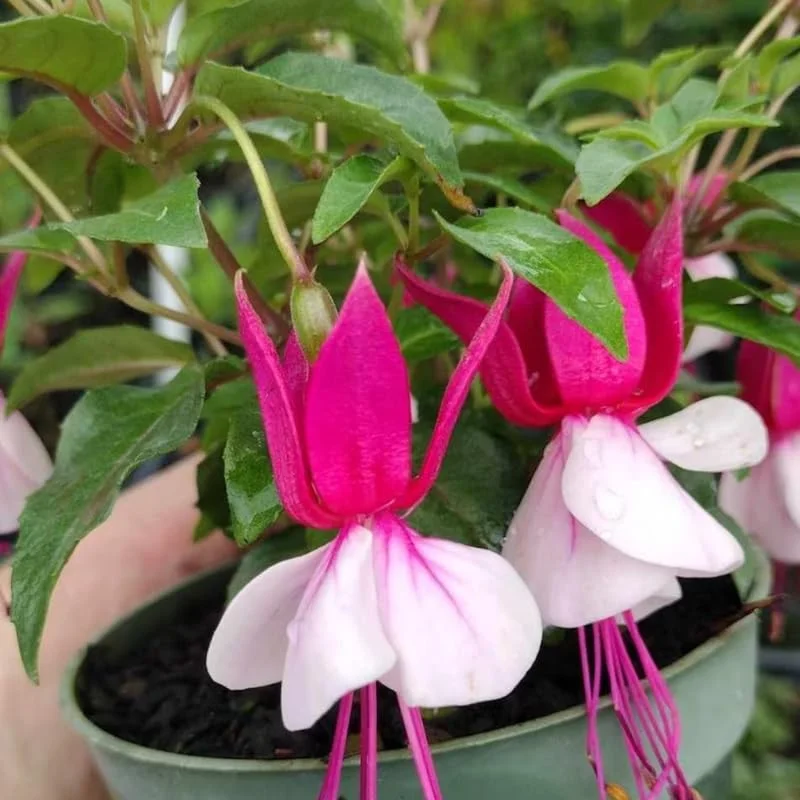 Fuchsia Plant Live, Live Fuchsia Plant, 3 to 5 Inches Tall, Fuchsia Live Plant, White Pink Flower Fuchsia Plant, Fuchsia Plant Pot for Garden Outdoor Indoor
