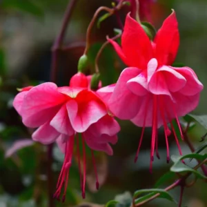 Fuchsia Plant Live, Live Fuchsia Plant, 3 to 5 Inches Tall, Fuchsia Live Plant, White Pink Flower Fuchsia Plant, Fuchsia Plant Pot for Garden Outdoor Indoor