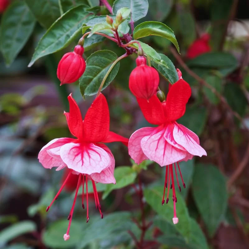 Pack 2 Fuchsia Plants Live, Pink White Flower Fuchsia Plant, 3 to 5 Inches Tall, Fuchsia Live Plant, Live Fuchsia Plant, Fuchsia Plant Pot for Growing Outdoors Indoors