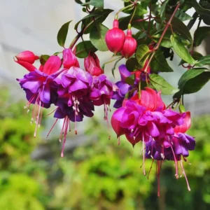3 Live Fuchsia Plants, 3 to 5 Inches Tall, Purple Pink Fuchsia Plant Live, Fuchsia Live Plant, Flower Fuchsia Plant, Fuchsia Plant Pot