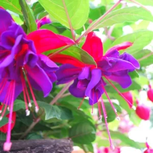 2 Fuchsia Plants Live Indoor Outdoor, Live Fuchsia Plant, Pink Purple Fuchsia Live Plant, 3 to 5 Inches Tall