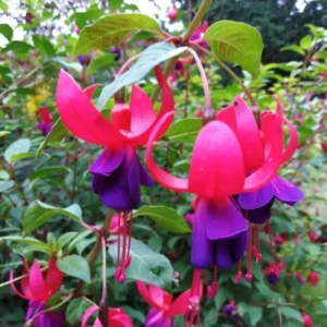 Pink Purple Flower Fuchsia Plant, Live Fuchsia Plant, Fuchsia Live Plant Indoor 3 to 6 Inches