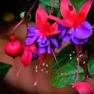 Pink Purple Flower Fuchsia Plant, Live Fuchsia Plant, Fuchsia Live Plant Indoor 3 to 6 Inches