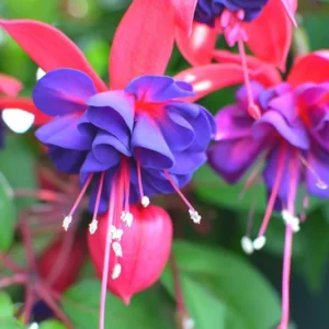 2 Fuchsia Plants Live, Pink Purple Flower Fuchsia Plant, 4 to 6 Inches, Fuchsia Live Plant, Live Fuchsia Plant