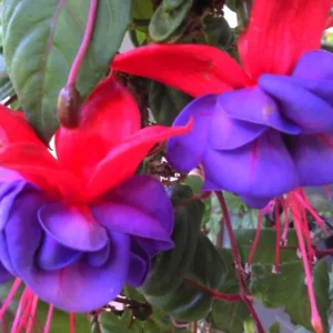 2 Fuchsia Plants Live, Pink Purple Flower Fuchsia Plant, 4 to 6 Inches, Fuchsia Live Plant, Live Fuchsia Plant