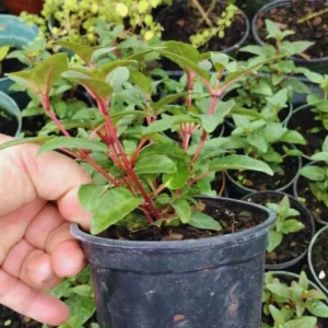 2 Fuchsia Plants Live, Live Fuchsia Plant, Fuchsia Live Plant, 3 to 5 Inches Tal, Red White Flower Fuchsia Plant, Fuchsia Plant Pot for Garden