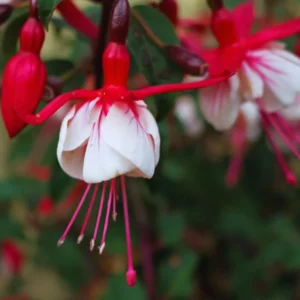 2 Fuchsia Plants Live, Live Fuchsia Plant, Fuchsia Live Plant, 3 to 5 Inches Tal, Red White Flower Fuchsia Plant, Fuchsia Plant Pot for Garden