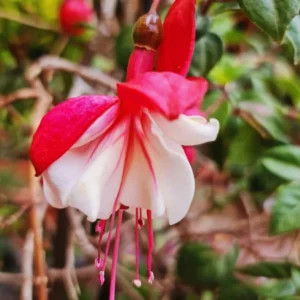 Pack 2 Fuchsia Plants Live, Red White Flower Fuchsia Plant, 4 to 6 Inches Tall, Fuchsia Live Plant, Live Fuchsia Plant, Fuchsia Plant Pot for Growing Outdoors Indoor