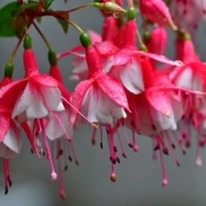 Pack 2 Fuchsia Plants Live, Red White Flower Fuchsia Plant, 4 to 6 Inches Tall, Fuchsia Live Plant, Live Fuchsia Plant, Fuchsia Plant Pot for Growing Outdoors Indoor
