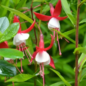 Fuchsia Plant Live, Red White Flower Fuchsia Plant, 3 to 5 Inches Tall, Live Fuchsia Plant, Fuchsia Live Plant, Fuchsia Plant Pot for Growing Outdoors