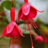 Set of 2 Fuchsia Plants Live, Red Fuchsia Flower Plants, Fuchsia Plant Pot, 3 to 5 Inches Tall, Live Fuchsia Plant for Gardening Outdoor Indoor