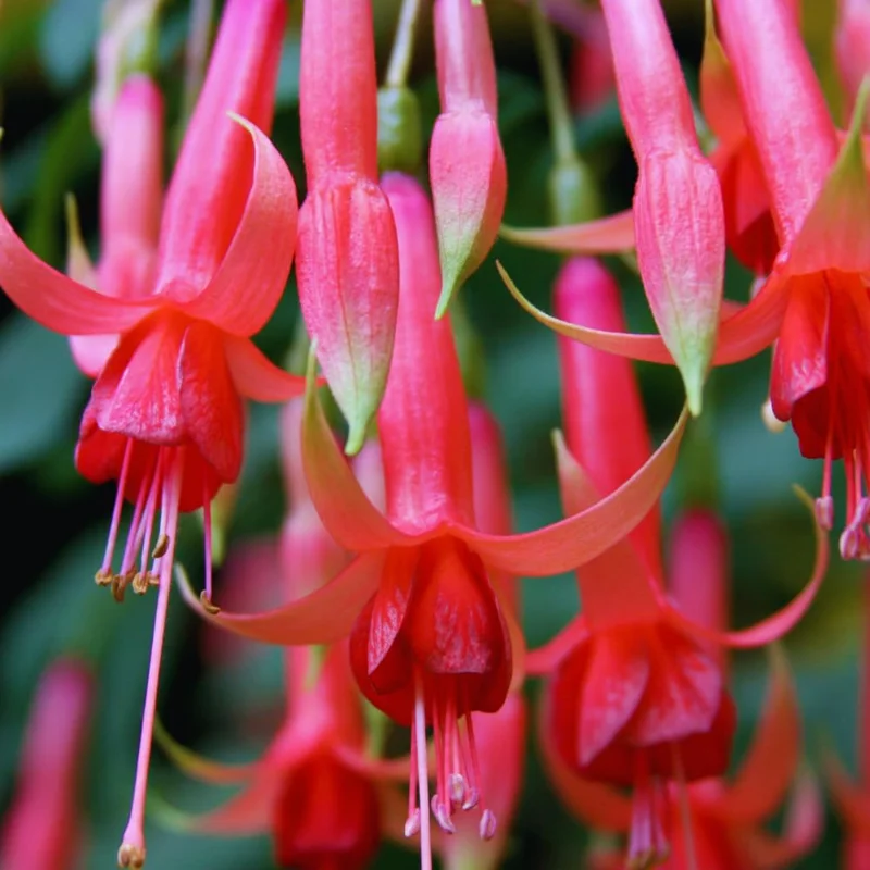 Set of 2 Fuchsia Plants Live, Red Fuchsia Flower Plants, Fuchsia Plant Pot, 3 to 5 Inches Tall, Live Fuchsia Plant for Gardening Outdoor Indoor
