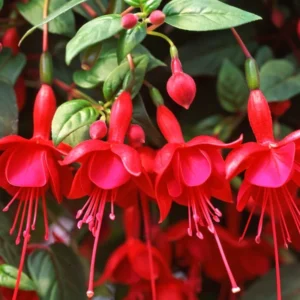 3 Red Fuchsia Plants Live, Fuchsia Flower Plants, Fuchsia Plant Pot Indoor Outdoor, 3 to 5 Inches Tall, Live Fuchsia Plant for Growing