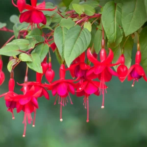 Set of 3 Fuchsia Plants Live, Red Fuchsia Flower Plants, Fuchsia Plant Pot, 3 to 5 Inches Tall, Live Fuchsia Plant for Gardening Outdoor Indoor