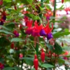 Live Fuchsia Plant, 3 to 5 Inches Tall, Purple Fuchsia Plant Live, Fuchsia Live Plant, Fuchsia Well Rooted, Purple Flower Fuchsia Plant, Fuchsia Plant Pot