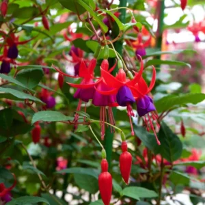 Live Fuchsia Plant, 3 to 5 Inches Tall, Purple Fuchsia Plant Live, Fuchsia Live Plant, Fuchsia Well Rooted, Purple Flower Fuchsia Plant, Fuchsia Plant Pot